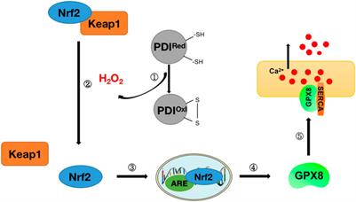 Research progress of glutathione peroxidase family (GPX) in redoxidation